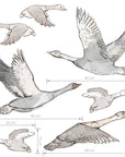Wall Stickers | Geese